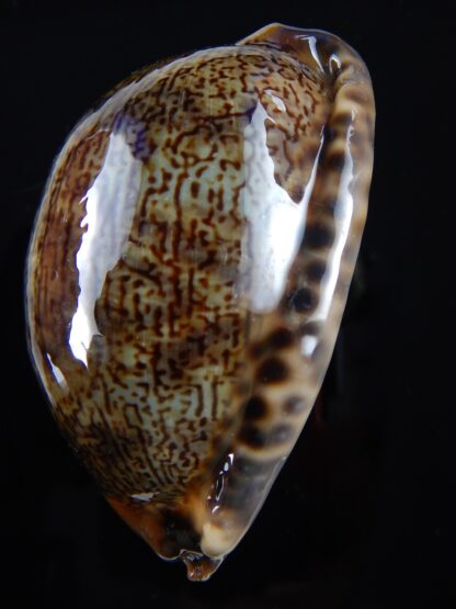 Mauritia arabica arabica 61,3 mm Gem-33530