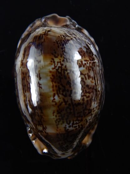 Mauritia arabica arabica 53,1 mm F+++/Gem-33511