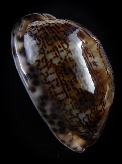 Mauritia arabica arabica 53,1 mm F+++/Gem-33517