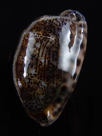 Mauritia arabica arabica 53,1 mm F+++/Gem-33514