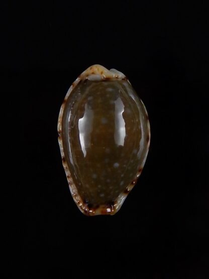 Naria labrolineata nashi 22,1 mm Gem-33395