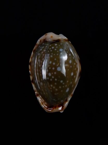 Naria labrolineata nashi 19,3 mm Gem-33365