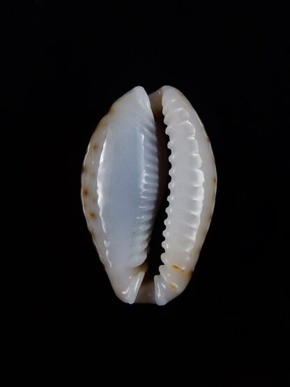 Naria labrolineata nashi 23,4 mm Gem-33407