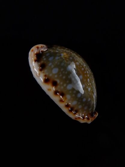 Naria labrolineata nashi 23,4 mm Gem-33409