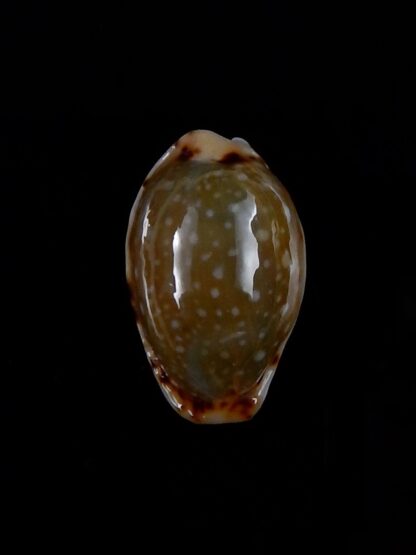 Naria labrolineata nashi 20,0 mm Gem-33375