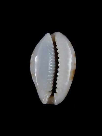 Naria labrolineata nashi 20,0 mm Gem-33376