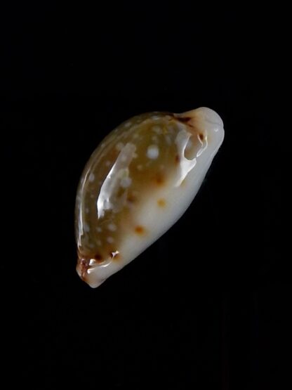 Naria labrolineata nashi 20,0 mm Gem-33377