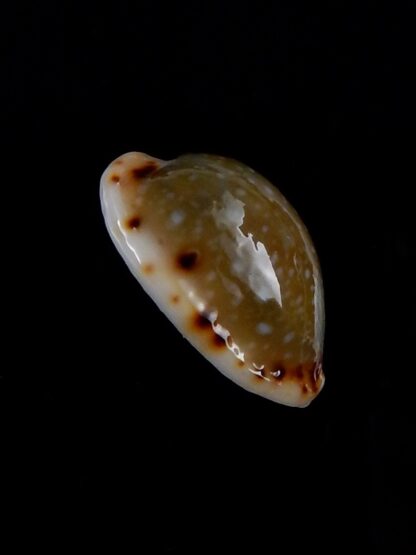 Naria labrolineata nashi 20,0 mm Gem-33378