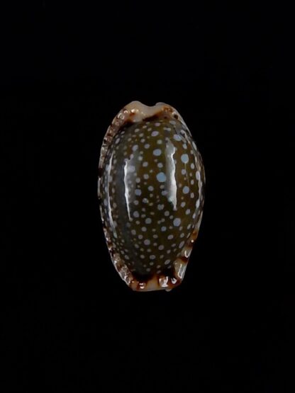 Naria labrolineata nashi 15,9 mm Gem-33355