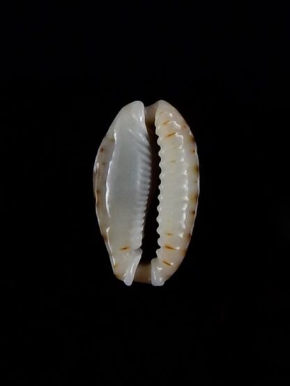 Naria labrolineata nashi 15,9 mm Gem-33357