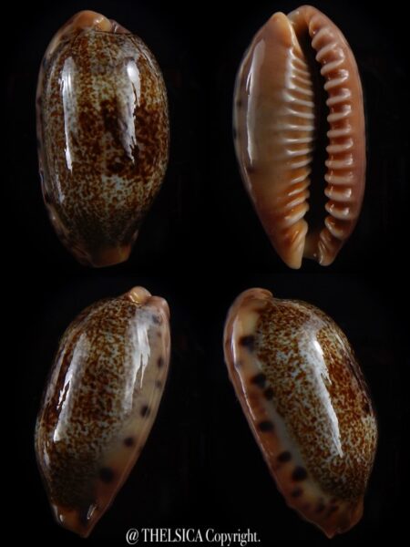Erronea caurica longior 41,1 mm Gem-0