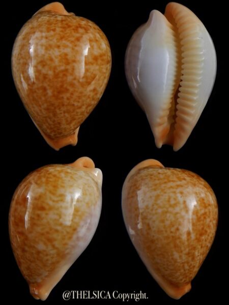 Ficadusta barclayi 28,9 mm Gem-0