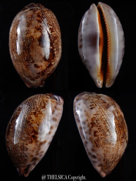 Leporicypraea rosea aliwalensis ...BIG... 68,3 mm Gem-0