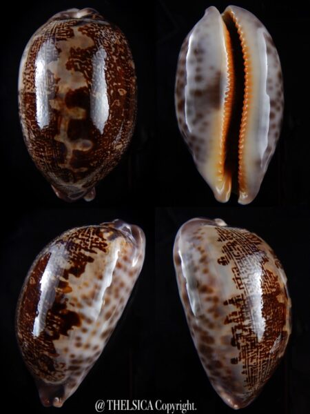 Leporicypraea rosea aliwalensis ...BIG... 68,5 mm Gem-0