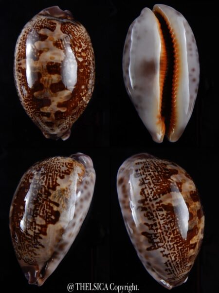 Leporicypraea rosea aliwalensis 62,7 mm Gem-0