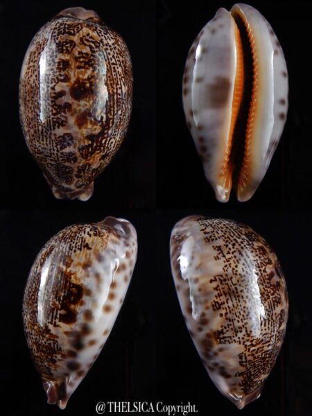 Leporicypraea rosea aliwalensis 63,1 mm Gem-0