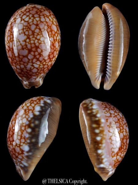 Lyncina broderipii ... BIG SIZE>>>>88 mm Gem -0