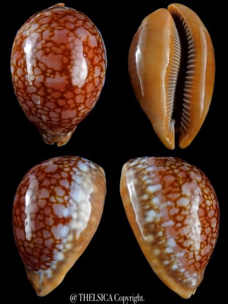 Lyncina broderipii GIANT 91 mm F+++/Gem-0