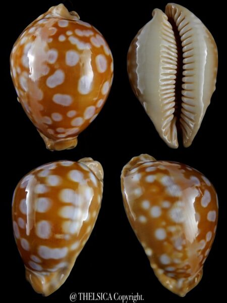 Lyncina leucodon angioyna 75,9 mm Gem-0