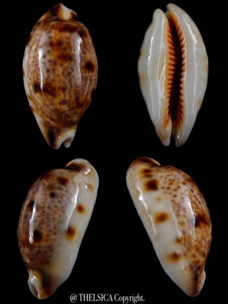 Lyncina lynx N&R 40,3 mm Gem -0