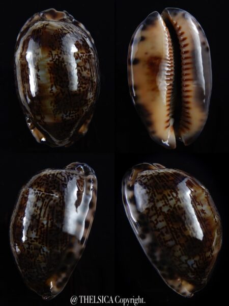 Mauritia arabica arabica 53,1 mm F+++/Gem-0