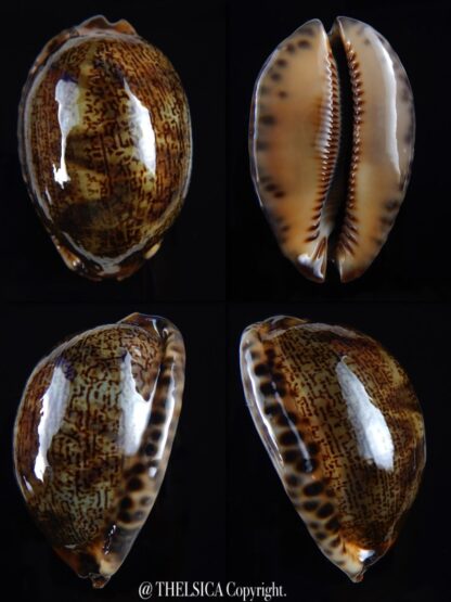 Mauritia arabica arabica 61,3 mm Gem-0