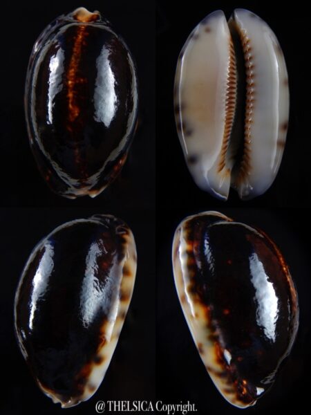 Mauritia arabica N&R 53,8 mm Gem-0