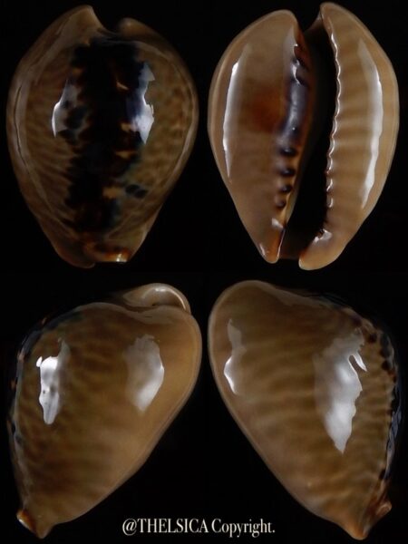 Muracypraea mus mus 35,8 mm Gem-0