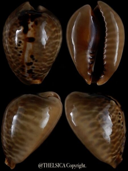 Muracypraea mus mus 38,3 mm Gem-0