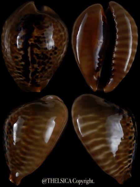 Muracypraea mus mus 38,6 mm Gem-0