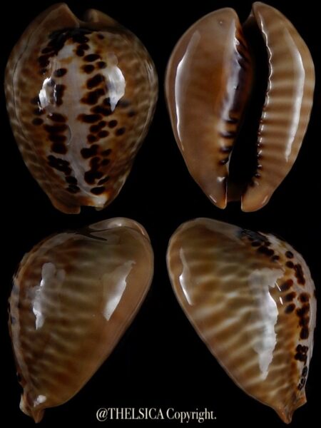 Muracypraea mus mus 38,7 mm Gem-0