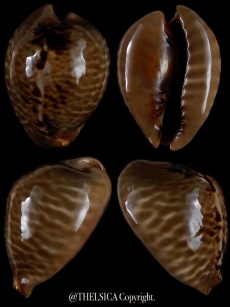 Muracypraea mus mus 39,3 mm Gem-0