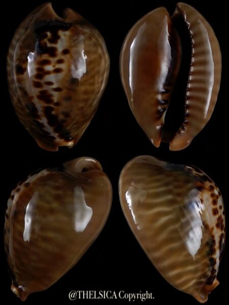 Muracypraea mus mus 39,8 mm Gem-0