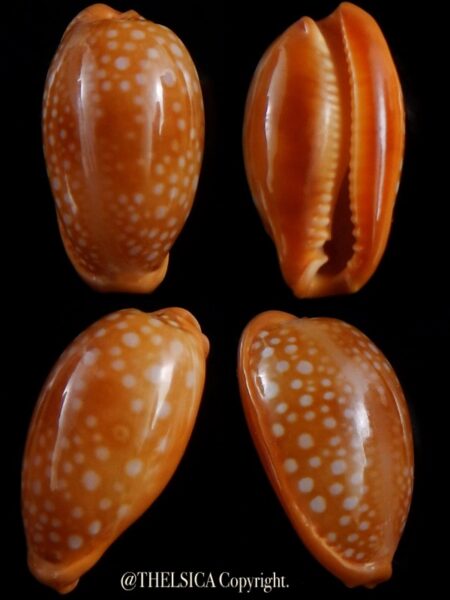 Naria citrina citrina 21,1 mm Gem-0