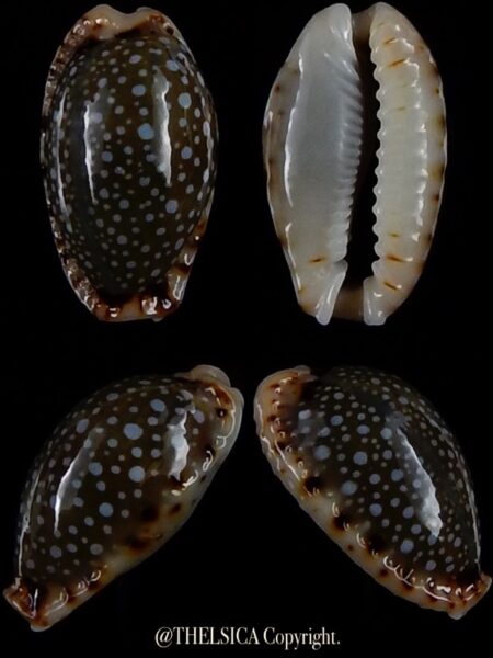 Naria labrolineata nashi 15,9 mm Gem-0