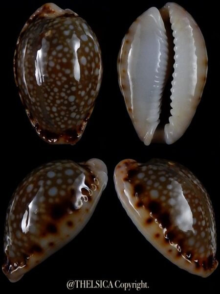 Naria labrolineata nashi 21,7 mm Gem-0