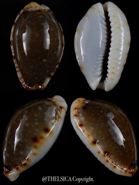 Naria labrolineata nashi 22,1 mm Gem-0