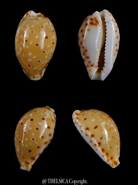 Naria thomasi 12,7 mm Gem-0