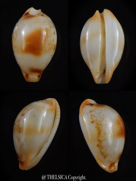 Nesiocypraea midwayensis midwayensis 22 mm-0