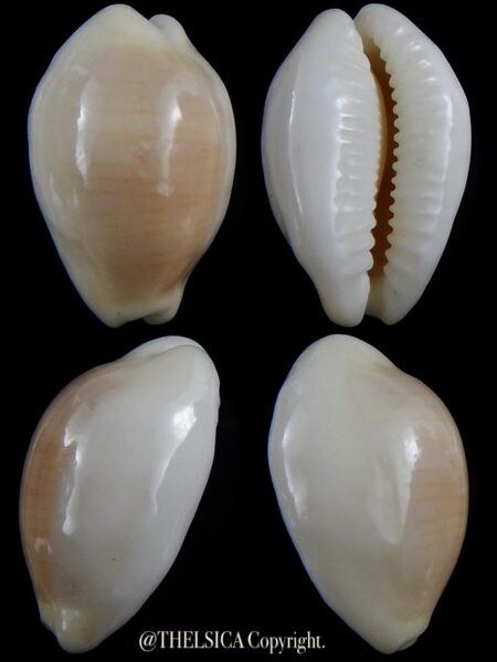 Palmadusta clandestina candida "Rostrate" 20,7 mm F+++/Gem-0
