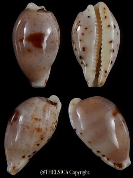 Palmadusta contaminata distans 11,5 mm Gem-0