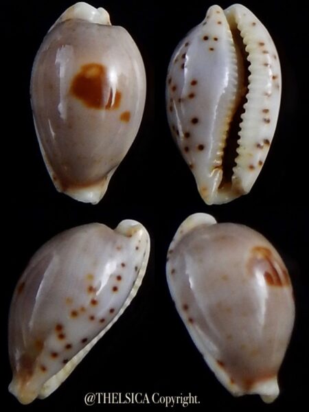 Palmadusta contaminata distans 12,6 mm Gem-0