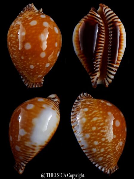 Perisserosa guttata guttata ... 58,6 mm Gem-0