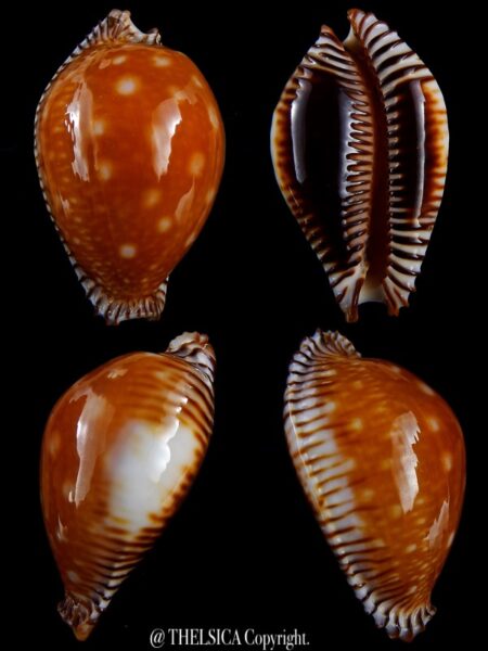 Perisserosa guttata guttata ... 62,1 mm Gem-0