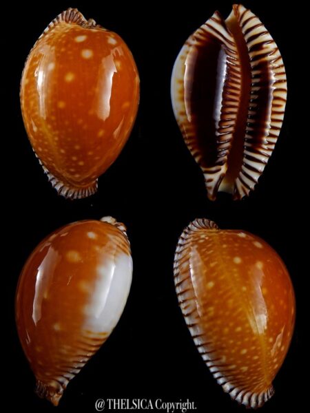 Perisserosa guttata guttata ... 62,7 mm Gem-0