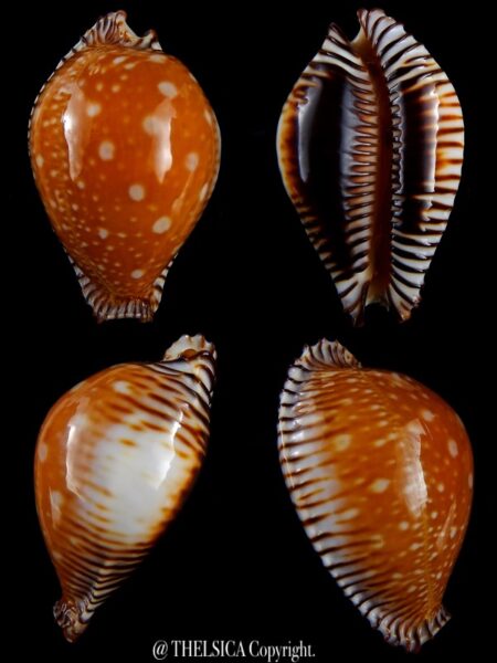 Perisserosa guttata guttata ... 64,3 mm Gem-0