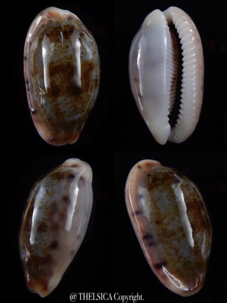 Talostolida pellucens pellucens 30,2 mm Gem-0
