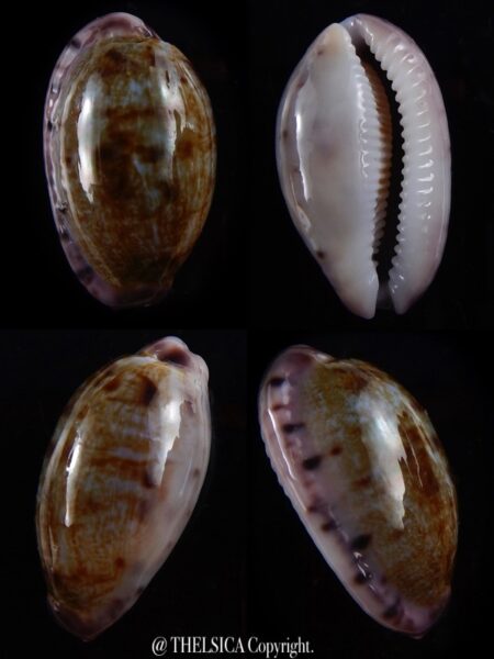 Talostolida pellucens pellucens 33,1 mm Gem-0