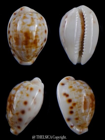 Talostolida rashleighana 20 mm Gem-0