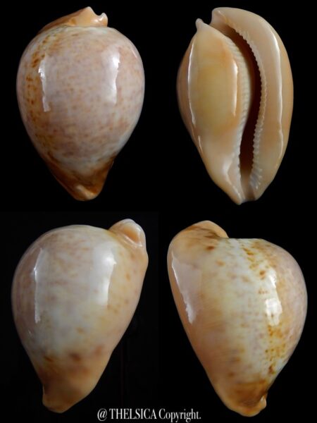 Umbilia armeniaca andreyi 72,9 mm Gem -0